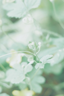 Fresh eye-protecting green leaves and flowers mobile wallpaper pictures