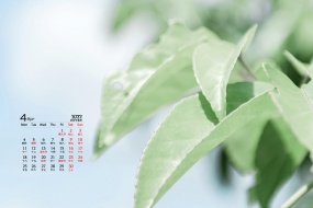 April 2022 eye-protecting green plant scenery desktop calendar wallpaper