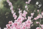 Spring Equinox Beautiful Flowers Pictures Desktop Wallpaper