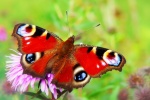 Peacock butterfly picture HD