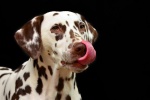 Dalmatian dog pictures desktop wallpaper