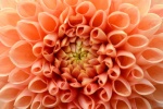 HD dahlia pictures
