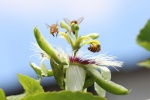 Passion fruit flower pictures desktop wallpaper