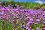 Willow verbena picture desktop wallpaper