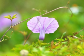 朦朧唯美牽牛花圖片桌麵壁紙