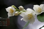 2022年4月茉莉花桌面日历壁纸