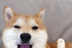 Cute Shiba Inu cute pet mobile wallpaper