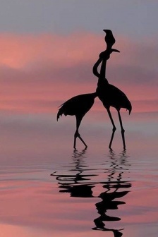 火烈鳥剪影手機壁紙圖片