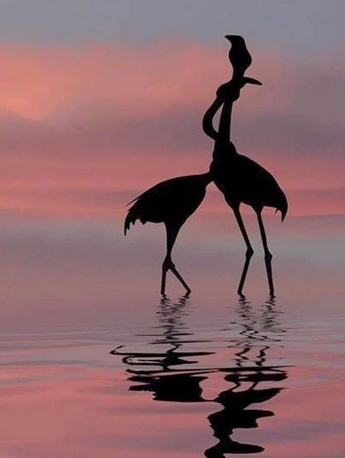 火烈鸟剪影手机壁纸图片