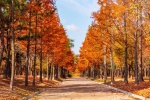 Beautiful golden autumn scenery wallpaper pictures
