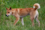 Dingo pictures