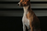 Basenji dog pictures