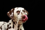 Dalmatian dog pictures