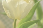 Fresh and beautiful tulip mobile wallpaper