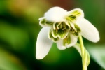 HD snowdrop pictures desktop wallpaper