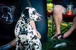 Dalmatian dog pictures