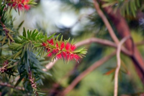 紅千層圖片桌麵壁紙