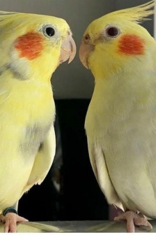 呆萌可愛玄鳳鸚鵡高清圖片