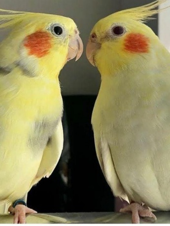 呆萌可愛玄鳳鸚鵡高清圖片