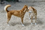 Dingo pictures