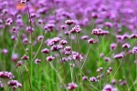 Willow verbena picture desktop wallpaper