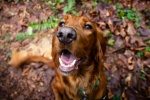 Irish Setter Dog Pictures Desktop Wallpaper