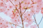 Pink cherry blossom aesthetic wallpaper