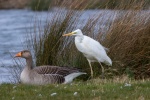 Great egret with snow-white feathers picture wallpaper