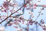 May 2022 pink cherry blossom desktop calendar wallpaper