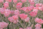 Super romantic and beautiful tulip background picture