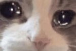 Summary of tearful cat head emoticons