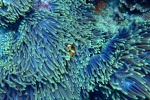Beautiful underwater world pictures desktop wallpaper