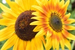 yellow sunflower pictures