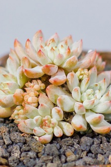 White line succulent pictures