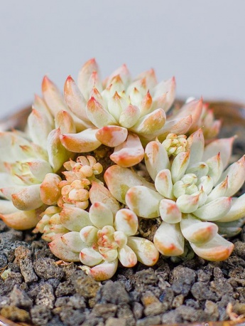 White line succulent pictures