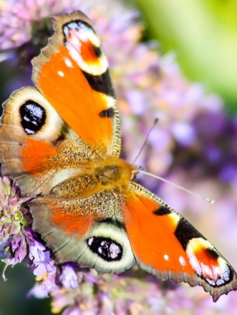 Peacock butterfly picture HD