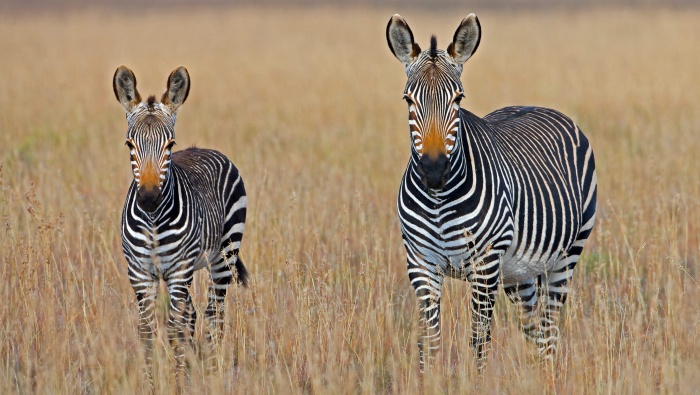 Zebra on the grassland picture desktop wallpaper