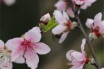 Appreciation of peach blossom pictures in March