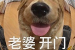 憨憨狗老婆开门表情包