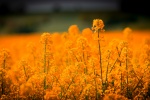 Rapeseed flower sea scenery picture desktop wallpaper
