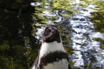 African penguins HD pictures
