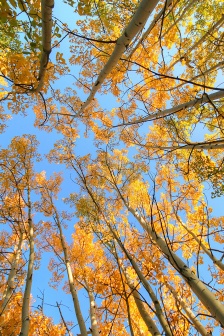 四季風景唯美手機壁紙