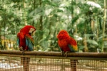 Colorful macaw pictures