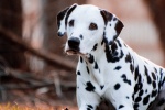Dalmatian dog pictures