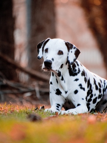 Dalmatian dog pictures