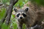 Cute little raccoon pictures
