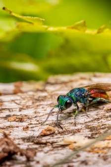 色彩鲜艳的青蜂图片