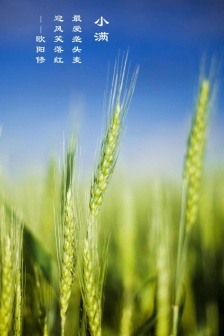 Beautiful high-definition mobile wallpaper in Xiaoman season