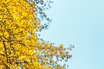 Yellow ginkgo leaf picture mobile wallpaper