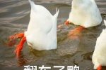 翻车了鸭